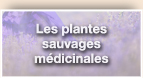 Les plantes sauvages mdicinales